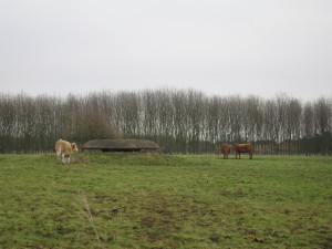 060112-hsc-cattle-near-the-bunker-closest-to-oakington-church-by-hilary-stroude