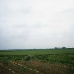 hatton-farm1990photograph-given-by-hazel-peterson