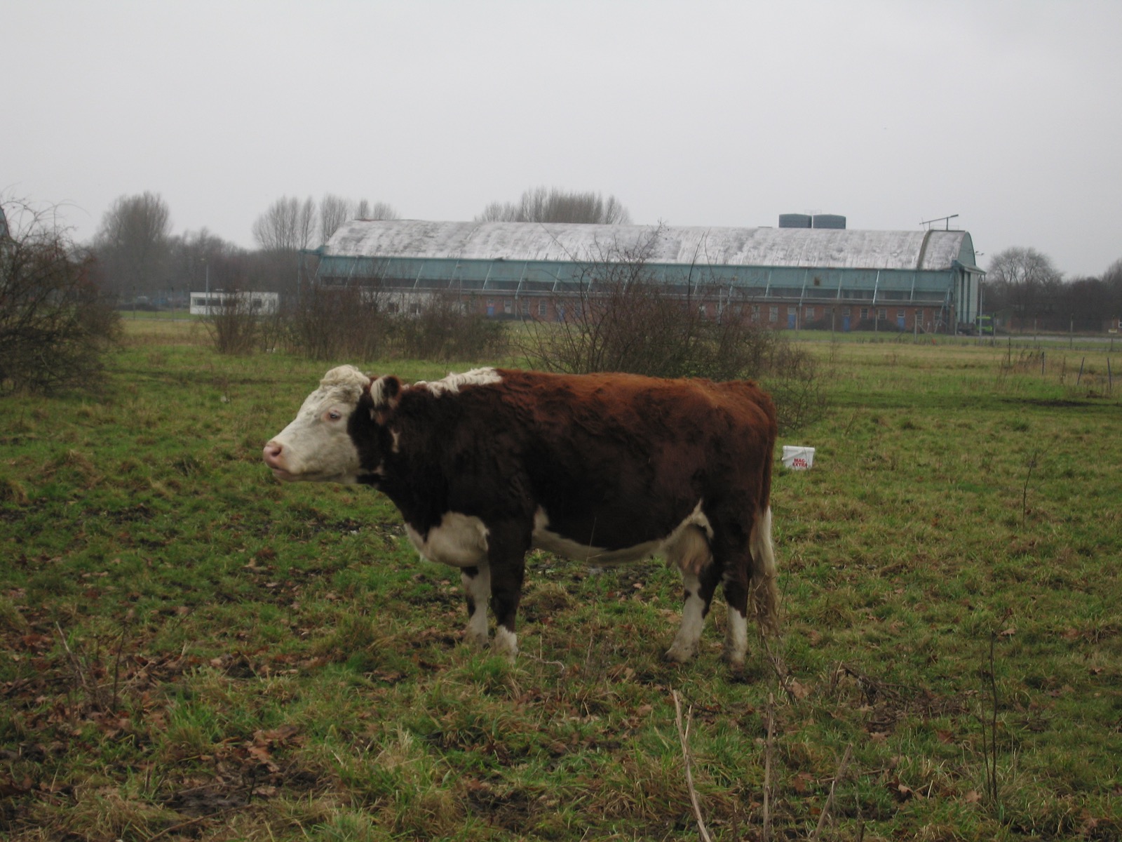 Cattle grazing in front of the former J hangar at RAF Oakington